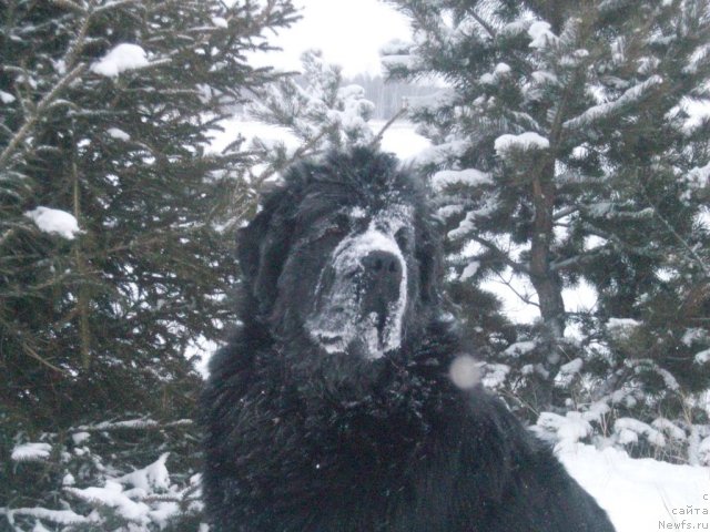 Фото: ньюфаундленд Ярада из Сибирской Глубинки (Yarada iz Sibirskoy Glubinki)