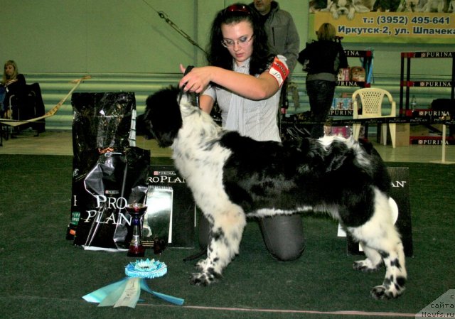 Фото: ньюфаундленд Аквиан Сонг Зест Бьютифул (Akvian Song Zest Beautiful), Ксения Филонова