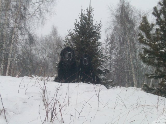 Фото: ньюфаундленд Карат из Медвежьего Яра (Karat iz Medvejyego Yara)