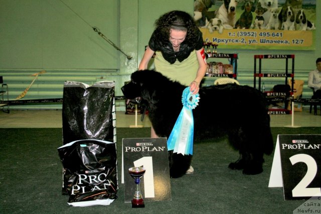 Фото: ньюфаундленд Акватория Келвин Максим, Анна Мельзенинова