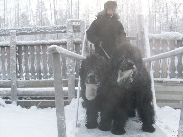 Фото: ньюфаундленд Ярада из Сибирской Глубинки (Yarada iz Sibirskoy Glubinki)