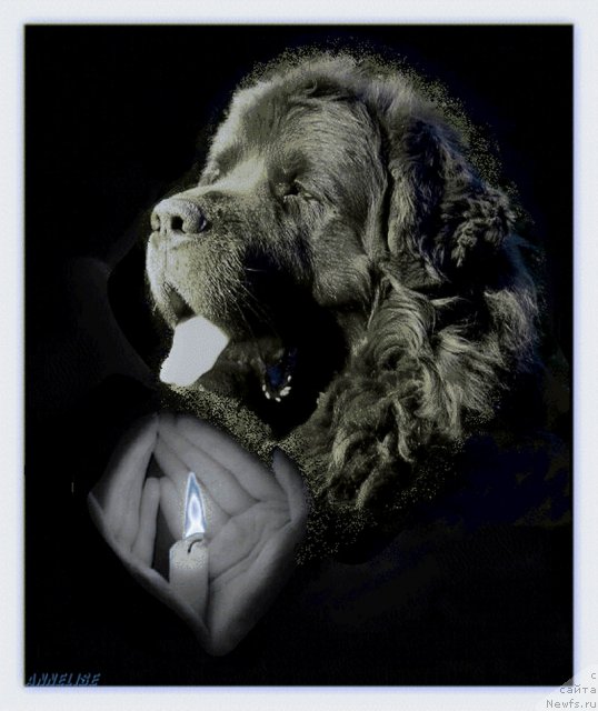 Фото: ньюфаундленд Хобби Билавд Бай Олл (Hobbi Beloves By All)