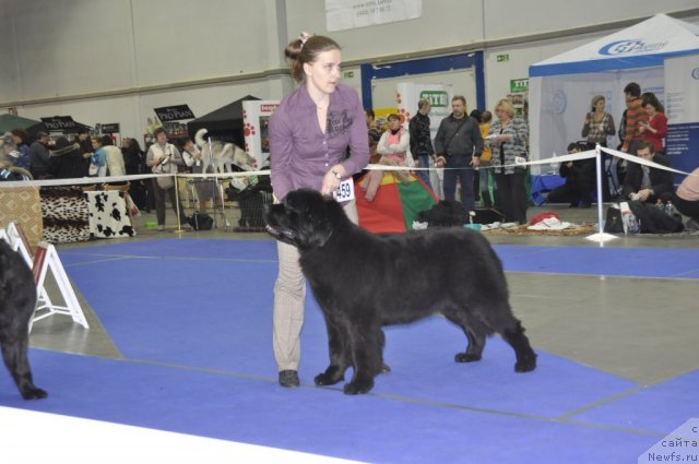 Фото: ньюфаундленд Skippers Upsy Daisy