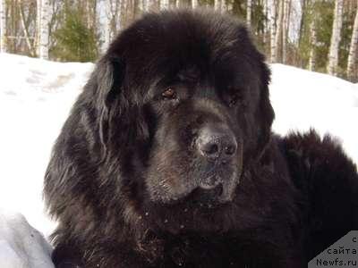 Фото: ньюфаундленд Смигар Ярмут