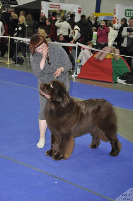 Фото: ньюфаундленд Amazing Grace vom Riesrand