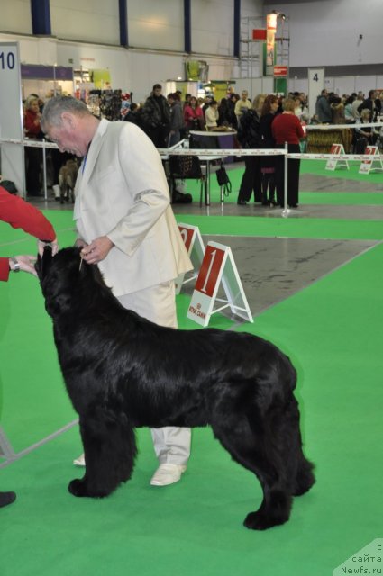 Фото: ньюфаундленд Закадычный Друг с Берега Дона (Zakadychny Dryg s Berega Dona)