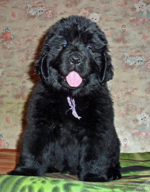 Фото: ньюфаундленд Виолетт Грэйс Оф Энджел