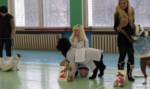 Фото: ньюфаундленд Чудная Красавица, Анна Портнякова