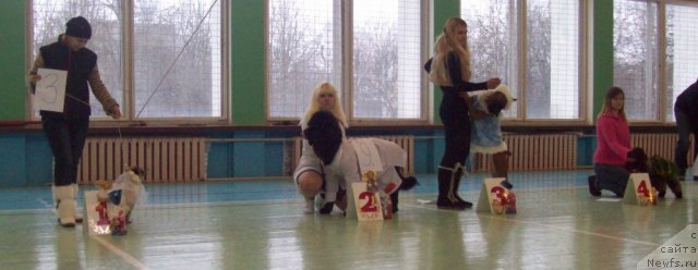 Фото: ньюфаундленд Чудная Красавица, Анна Портнякова