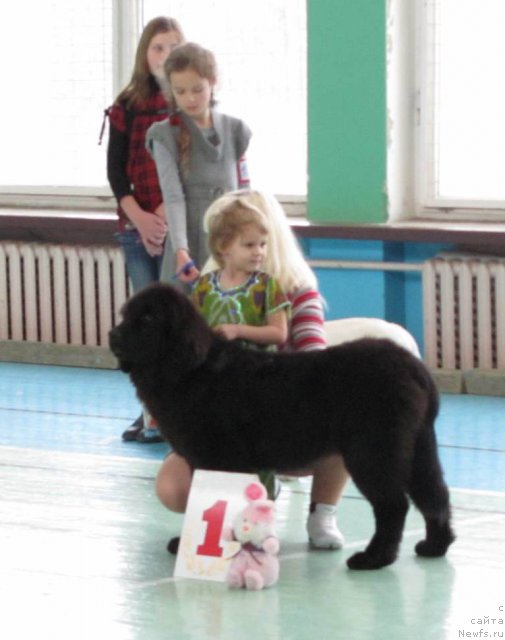 Фото: ньюфаундленд Чудная Красавица, Маша(4года)