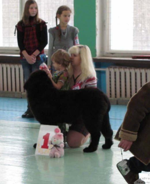 Фото: ньюфаундленд Чудная Красавица, Маша (4 года)