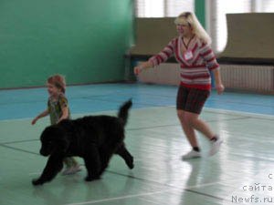 Фото: ньюфаундленд Чудная Красавица, Маша 4(года)