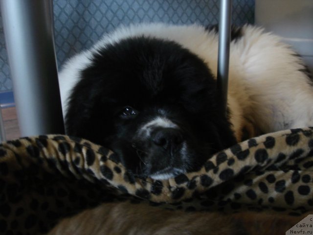 Фото: Fenix du Puy de Vendegre