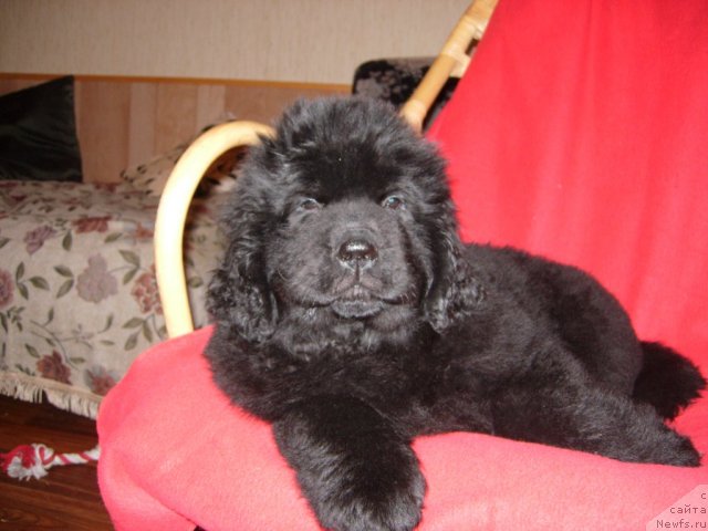 Фото: ньюфаундленд Смигар Грейт Саксэс