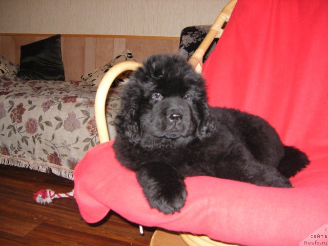 Фото: ньюфаундленд Смигар Грейт Саксэс