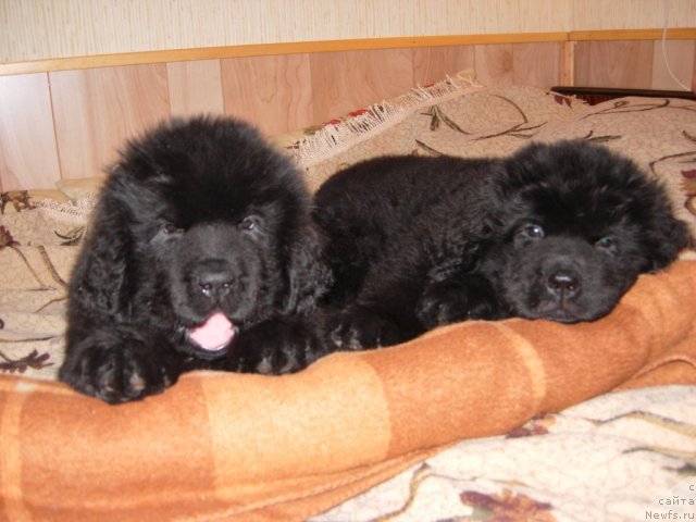 Фото: ньюфаундленд Смигар Го ту би зе Фест, ньюфаундленд Смигар Грейт Саксэс