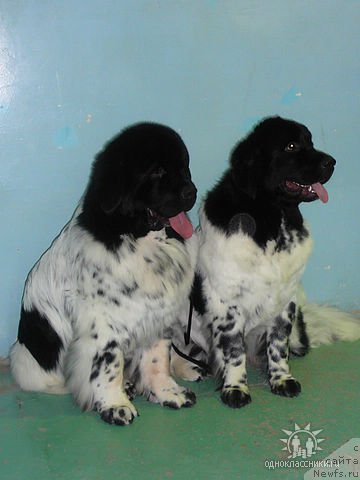 Фото: ньюфаундленд Кипер Соул Дар Моего Сердца Даниель (Keeper Soul Dar Moego Serdtsa Daniel), ньюфаундленд Кипер Соул Елизавета