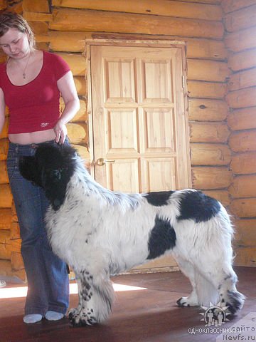 Фото: [p597]и, ньюфаундленд Кипер Соул Дар Моего Сердца Даниель (Keeper Soul Dar Moego Serdtsa Daniel)