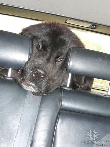 Фото: ньюфаундленд Кипер Соул Дар Моего Сердца Даниель (Keeper Soul Dar Moego Serdtsa Daniel)