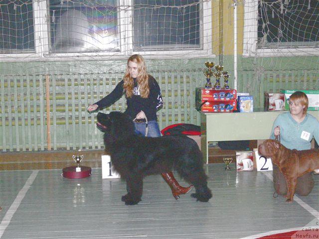 Фото: ньюфаундленд О Блек Диамонд Литтл Беар (O Black Diamond Little Bear), Андрей Ивашов