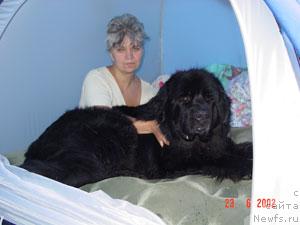 Фото: ньюфаундленд Смигар Ярмут