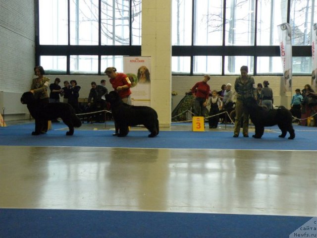 Фото: ньюфаундленд Бегущая по Волнам Сун ин Му Ханд (Beguschaya po Volnam Sun in My Hand), ньюфаундленд Midnight Lady's Voodoo Priest, ньюфаундленд Fairweathers Rare and Precious