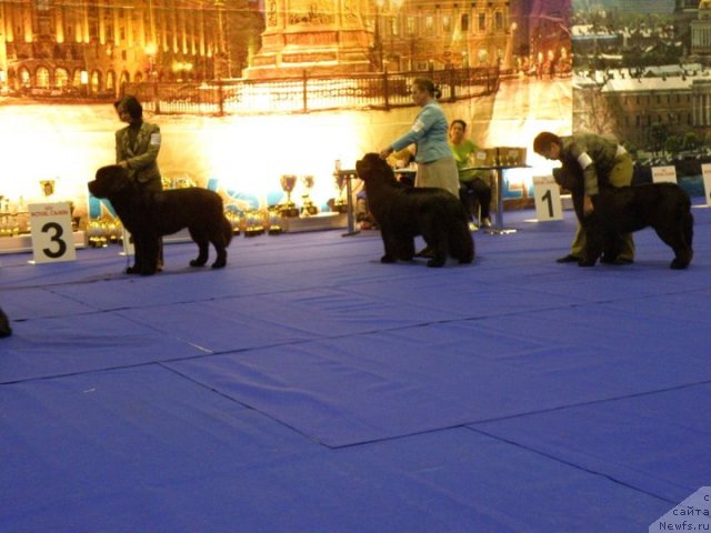 Фото: ньюфаундленд Бегущая по Волнам Сун ин Му Ханд (Beguschaya po Volnam Sun in My Hand), ньюфаундленд Midnight Lady's Voodoo Priest, ньюфаундленд Fairweathers Rare and Precious