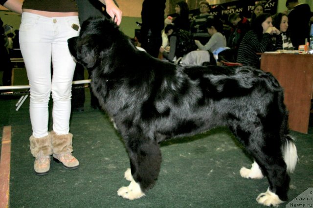 Фото: ньюфаундленд Маг Исполин Лавина (Mag Ispolin Lavina), Александра Веснина