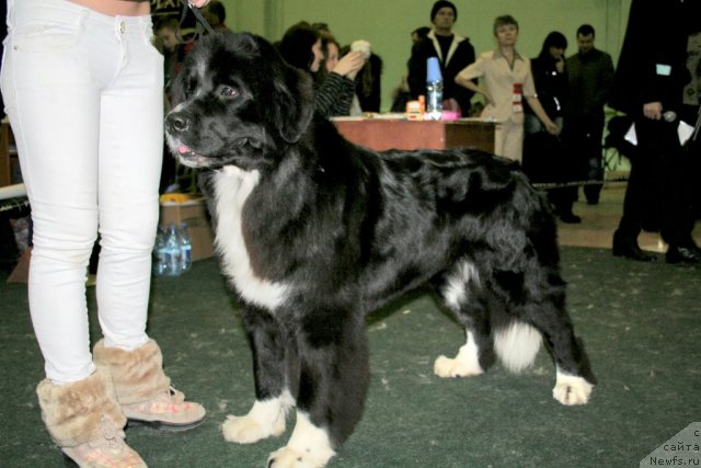 Фото: ньюфаундленд Маг Исполин Лавина (Mag Ispolin Lavina), Александра Веснина