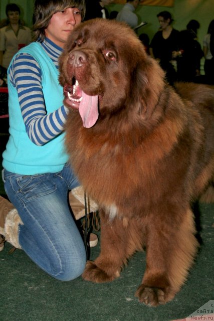 Фото: Звездный кавалер из Царства Медведей