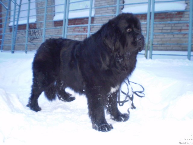 Фото: ньюфаундленд Супер Бизон Армани (Super Bizon Armani)