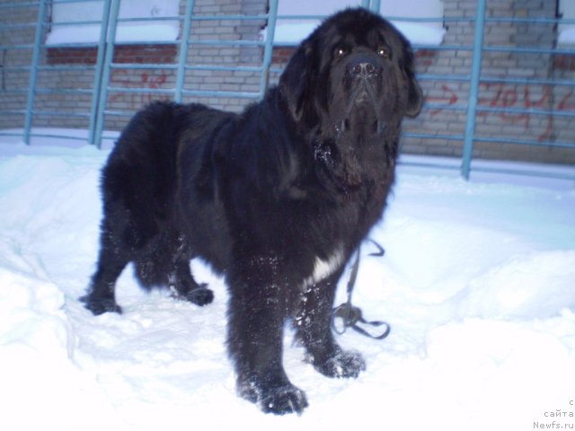 Фото: ньюфаундленд Супер Бизон Армани (Super Bizon Armani)