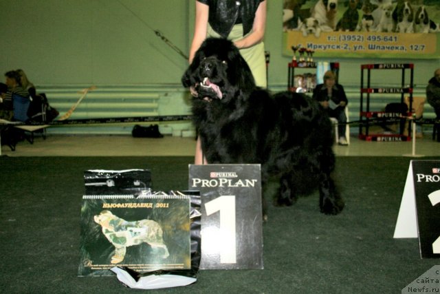 Фото: ньюфаундленд Максимус из Аркаима, Анна Мельзенинова