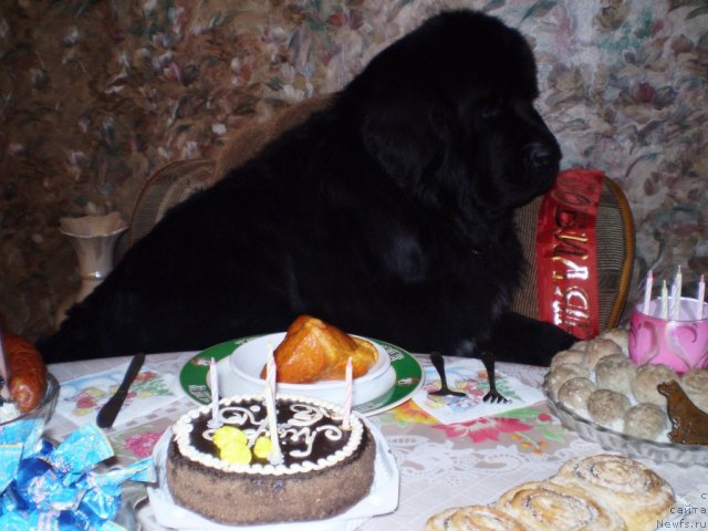 Фото: ньюфаундленд Супер Бизон Армани (Super Bizon Armani)