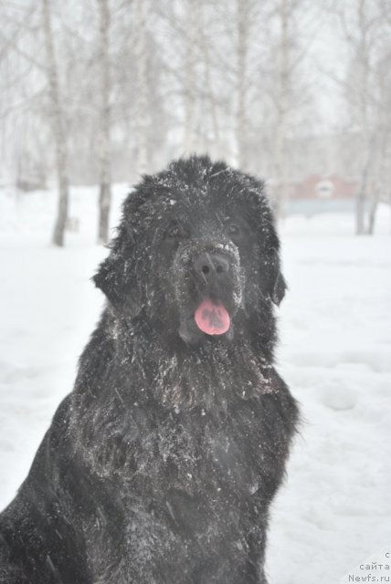 Фото: ньюфаундленд Формула Любви от Сибирского Медведя