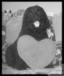 Фото: ньюфаундленд Целитель Души