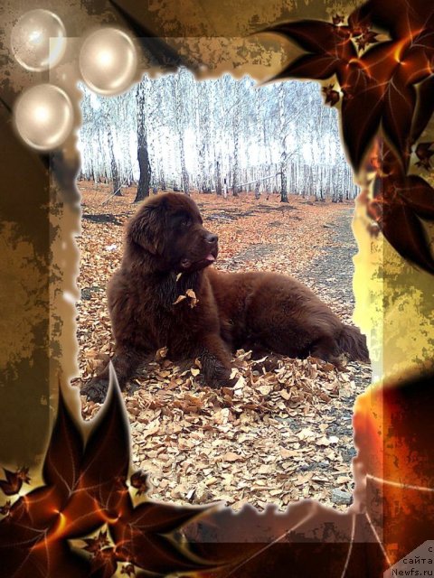 Фото: ньюфаундленд Черный Шарм Абрикосовая Карамель