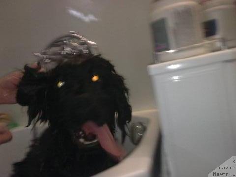 Фото: ньюфаундленд Их Высочество Владлена Маджикс