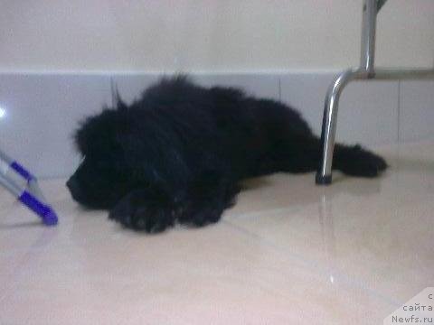 Фото: ньюфаундленд Их Высочество Владлена Маджикс