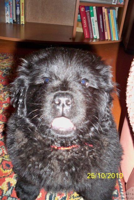 Фото: ньюфаундленд Смигар Волна Успеха