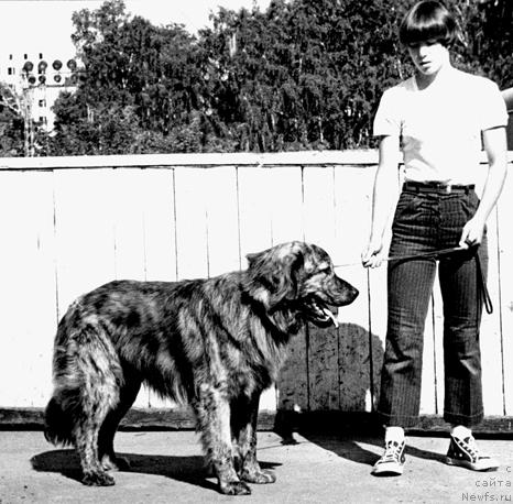 Фото: ньюфаундленд Арто Шеф