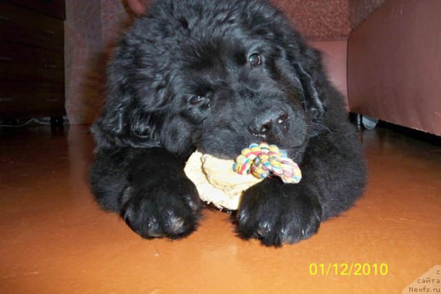 Фото: ньюфаундленд Смигар Волна Успеха