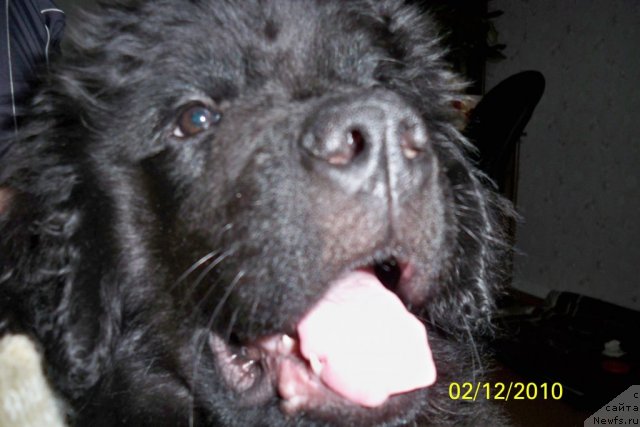 Фото: ньюфаундленд Смигар Волна Успеха