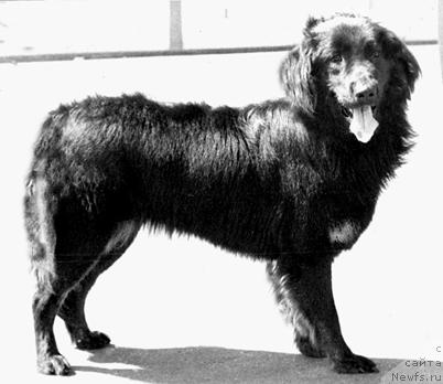 Фото: ньюфаундленд Аста Шеф