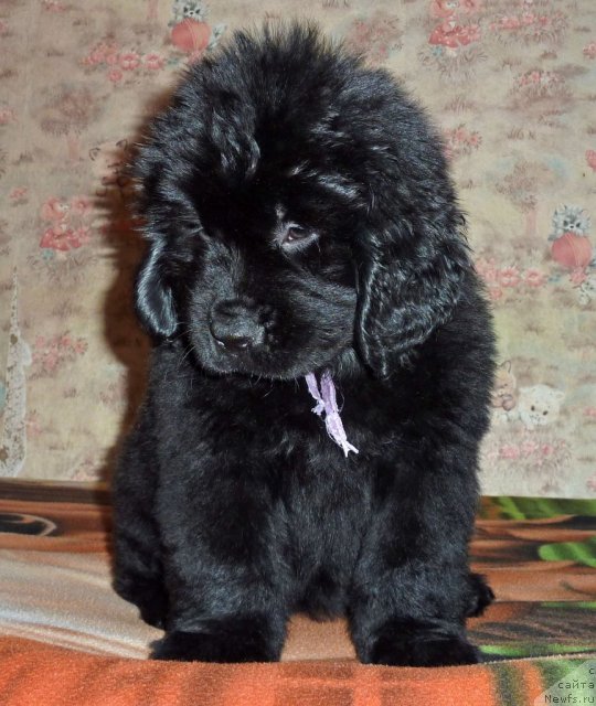 Фото: ньюфаундленд Виолетт Грэйс Оф Энджел