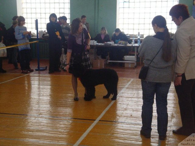 Фото: ньюфаундленд Их Высочество Глория Айрис (Ih Visochestvo Gloria Airis)