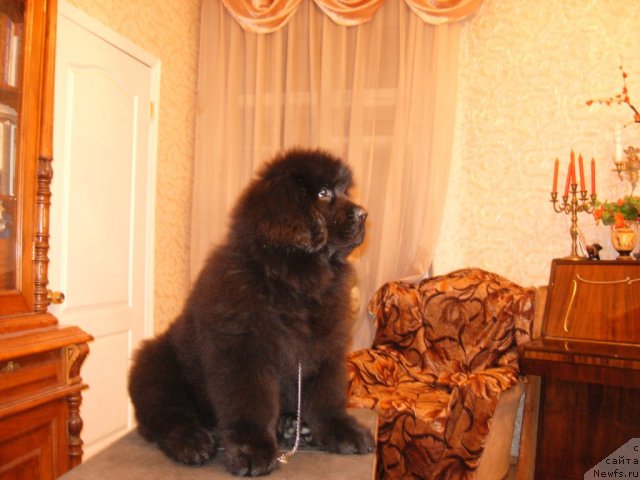 Фото: ньюфаундленд Смигар Го ту би зе Фест