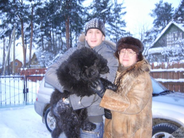 Фото: ньюфаундленд Смигар Грейт Саксэс, и новые родители;-)