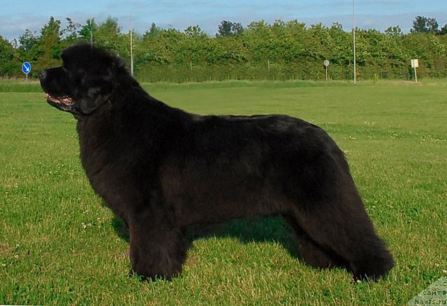 Фото: ньюфаундленд Сент Джонс Романсе оф Лав (Sent Djons Romance of Love)