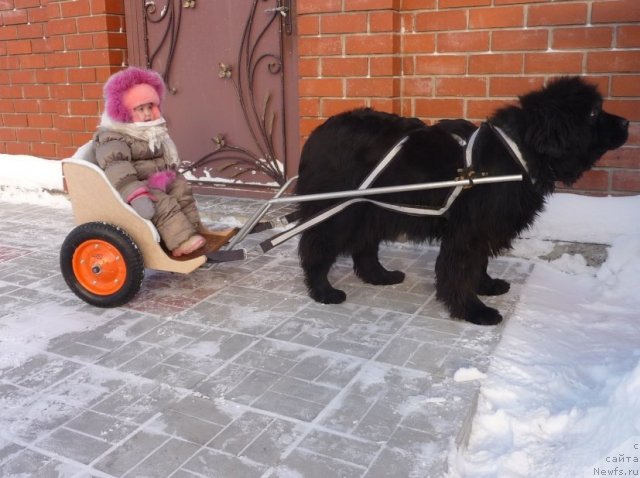 Фото: [d7073] Рафаэлла Бриллианс Черная Жемчужина  и Лизочка